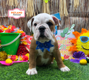 Petland Kennesaw, Georgia English Bulldog puppy available