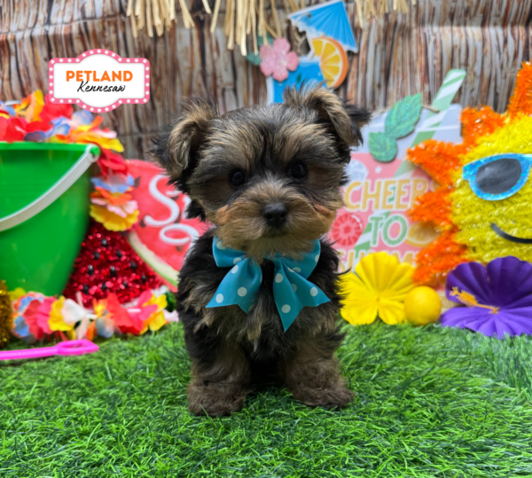 [#N08189] Black and Tan F Yorkshire Terrier Puppies For Sale