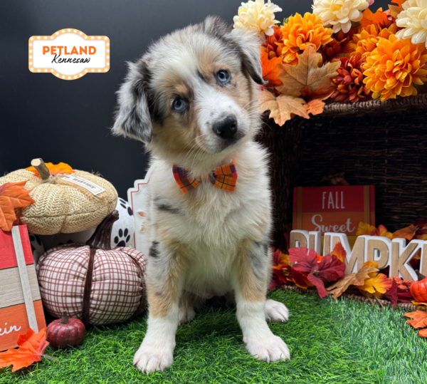 [#N07615] Blue Merle White and Tan F Australian Shepherd Puppies For Sale