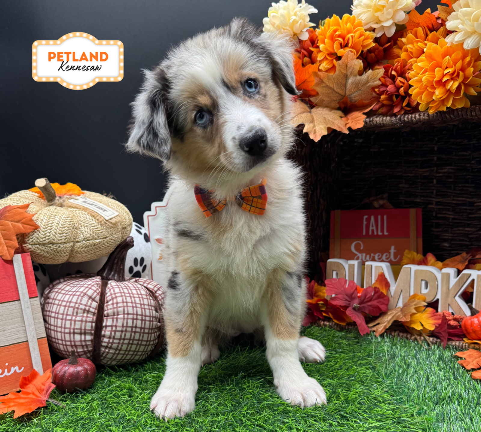 Australian Shepherd in Dallas, GA