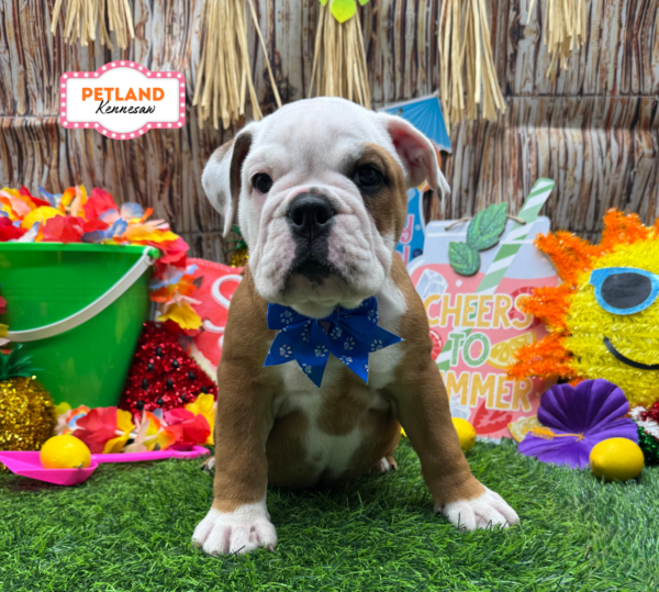[#261593-06] Red / White F English Bulldog  Puppies For Sale