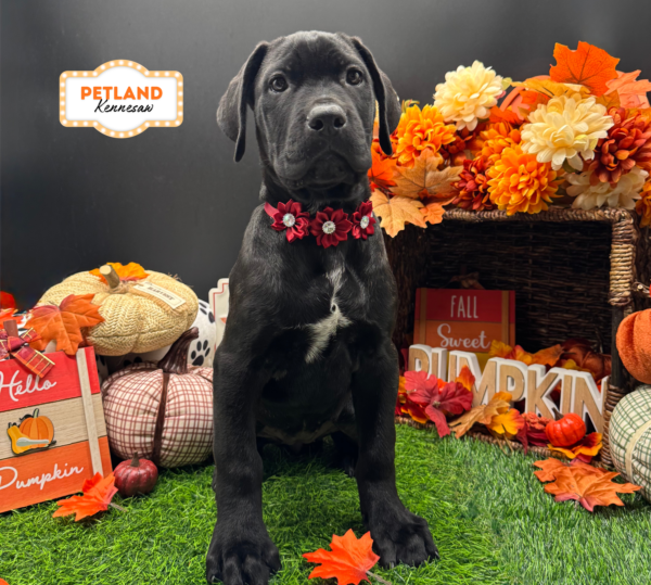 [#26554-10] Black Brindle F Cane Corso Puppies For Sale