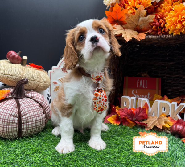 [#261547-02] Blenheim M Cavalier King Charles Spaniel Puppies For Sale