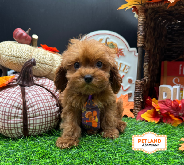 [#261514-01] Red / White M Cavapoo Puppies For Sale