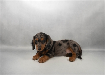 [#N06584] Black and Silver Dapple F Dachshund Puppies For Sale