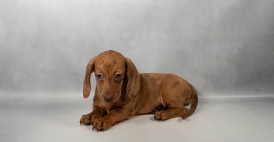 [#N06799] Chocolate F Dachshund Puppies For Sale
