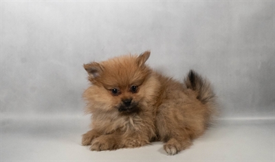 [#N06803] Orange Sable M Pomeranian Puppies For Sale