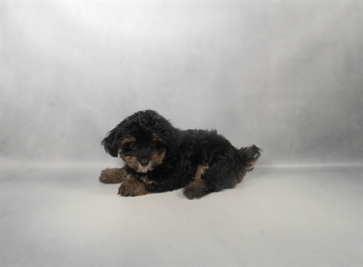 [#N07243] Black and Tan M Yorkiepoo Puppies For Sale