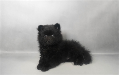 [#N07485] Black M Pomeranian Puppies For Sale