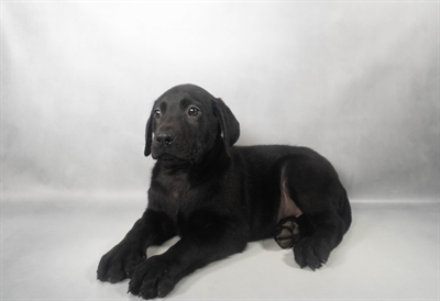 [#N07579] Black M Labrador Retriever Puppies For Sale
