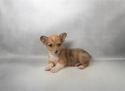 [#N07609] Red and White F Auggie Puppies For Sale