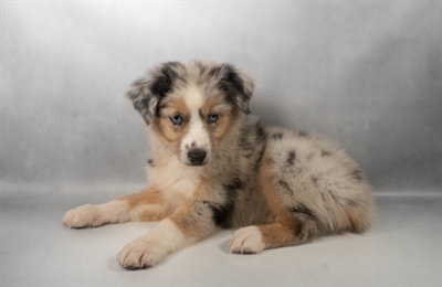 [#N07615] Blue Merle White and Tan F Australian Shepherd Puppies For Sale