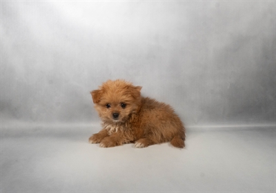 [#N07635] Red M Malti-Pom Puppies For Sale