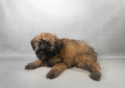 [#N07851] Wheaten M Soft Coated Wheaten Terrier Puppies For Sale