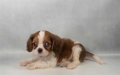 [#N08007] Red and White M Cavapoo Puppies For Sale