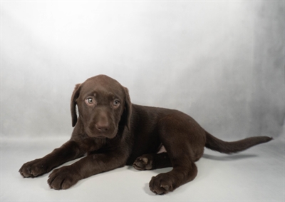 [#N08075] Chocolate F Labrador Retriever Puppies For Sale