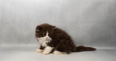 [#N08085] Chocolate M Persian Kittens For Sale