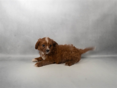 [#N08101] Ruby M Cavalier King Charles Spaniel Puppies For Sale