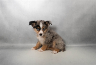 [#N08116] Blue Merle White and Tan F Toy Australian Shepherd Puppies For Sale