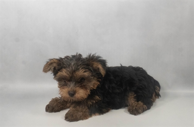 [#N08189] Black and Tan F Yorkshire Terrier Puppies For Sale