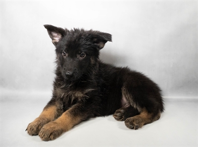 [#N08258] Black and Tan M German Shepherd Puppies For Sale