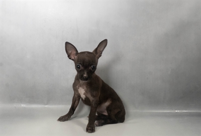 [#N09133] Black F Chihuahua Puppies For Sale