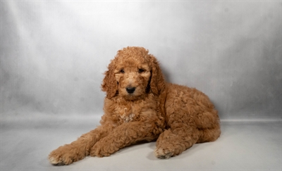 [#N09565] Red F Standard Poodle Puppies For Sale