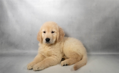 [#N09570] Light Golden M Golden Retriever Puppies For Sale