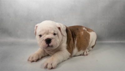 [#N09628] Red Brindle and White M English Bulldog Puppies For Sale