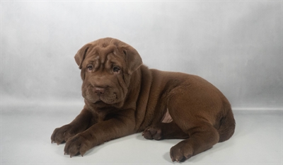 [#N09903] Chocolate F Mini Hippo Puppies For Sale