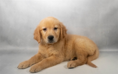[#N10086] Dark Golden  F Golden Retriever Puppies For Sale