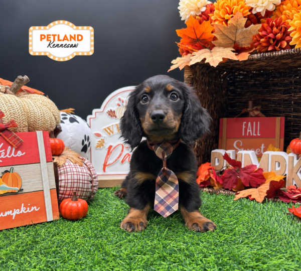 [#N08415] Black and Tan M Dachshund Puppies For Sale