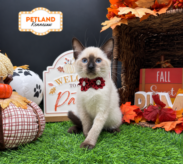 [#N08294] Seal Point F Siamese Kittens For Sale