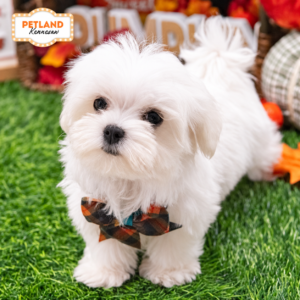 Petland Kennesaw, Georgia Maltese puppy available