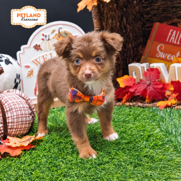 [#N08802] Red and Tan F Toy Australian Shepherd Puppies For Sale