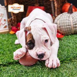 Petland Kennesaw, Georgia Boxer puppy available