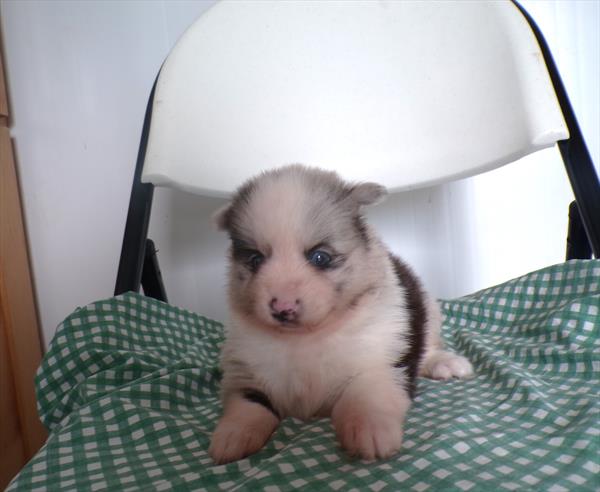 [#261922-02] Blue F Pomsky Puppies For Sale