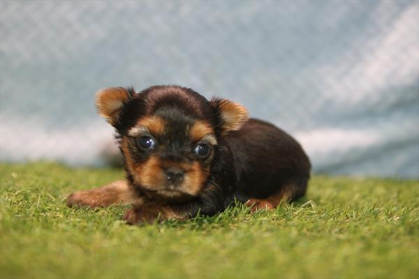 [#261542-04] Black / Tan F Yorkshire Terrier Puppies For Sale