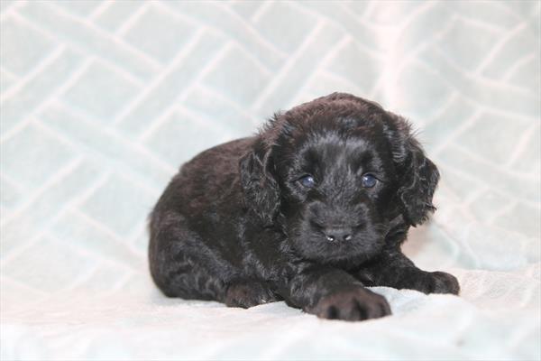 [#261696-01] Black M Goldendoodle Mini F1b Puppies For Sale