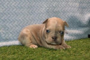 Petland Kennesaw, Georgia French Bulldog puppy available