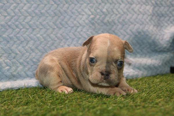 [#261698-02] Blue Merle M French Bulldog Puppies For Sale