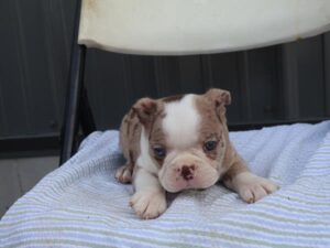 Petland Kennesaw, Georgia Boston Terrier puppy available