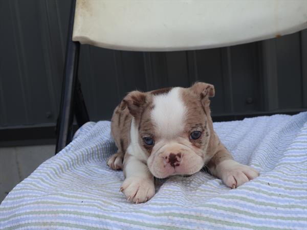 [#262133-05] Red Merle / White M Boston Terrier Puppies For Sale