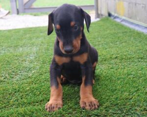 Petland Kennesaw, Georgia Doberman Pinscher puppy available