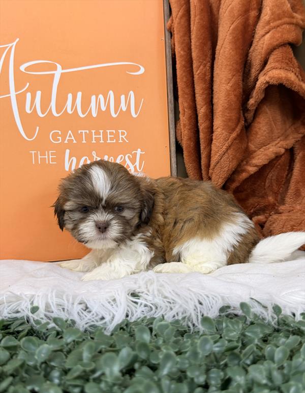 [#261813-03] Gold / White M Shih Tzu Puppies For Sale