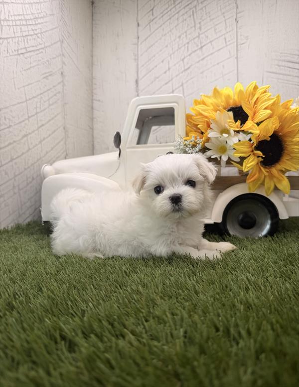 [#261794-04] White M Maltese Puppies For Sale