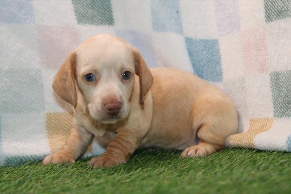 [#261746-01] Cream M Dachshund Puppies For Sale