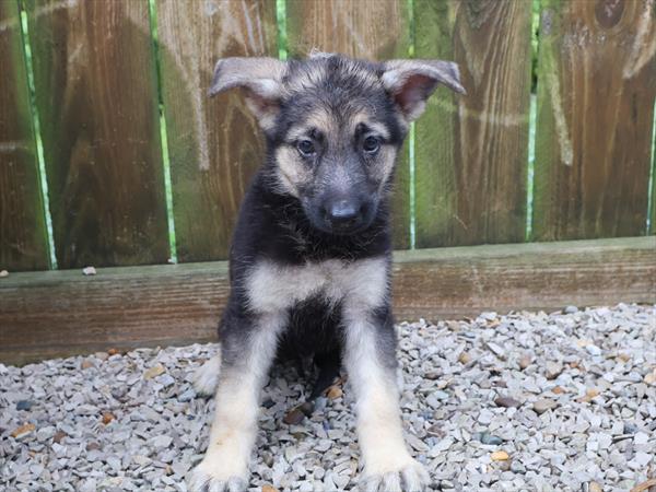 [#262284-02] Black / Tan M German Shepherd Dog Puppies For Sale