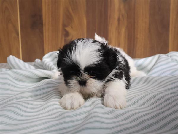 [#262062-05] Black / White F Shih Tzu Puppies For Sale