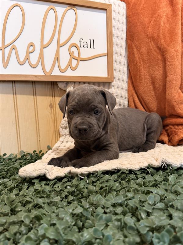 [#262068-03] Blue M Cane Corso Puppies For Sale